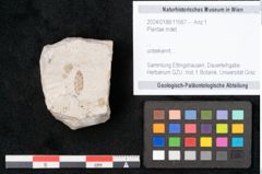 Foto (Objekt + Etikett) von Plantae indet.  (NHMW-GEO-2024-0188-11567)
